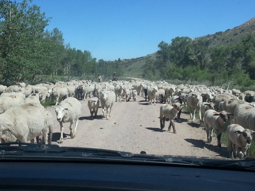 We did run into some traffic on the way home.